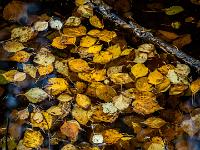 Braungelbe Blätter treiben auf Wasseroberfläche